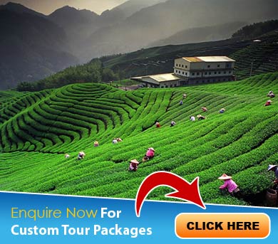 Kausani Tour Packages